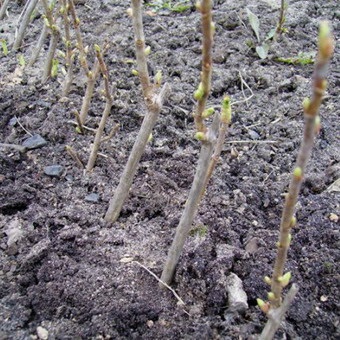 Coacăz roșu cu fotografii și descrieri de plantare, îngrijire și reproducere a coacăzelor roșii