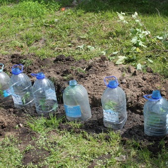 Coacăz roșu cu fotografii și descrieri de plantare, îngrijire și reproducere a coacăzelor roșii