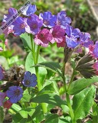 Ierburi medicinale, oregano, vierme de sânge alb, zyuznik