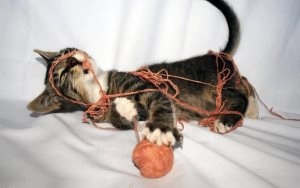Tratarea fracturii tibiei la o pisică, pisici și câini