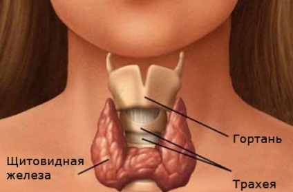 Tratamentul remediilor folclorice ale glandelor tiroide, rețete testate în timp