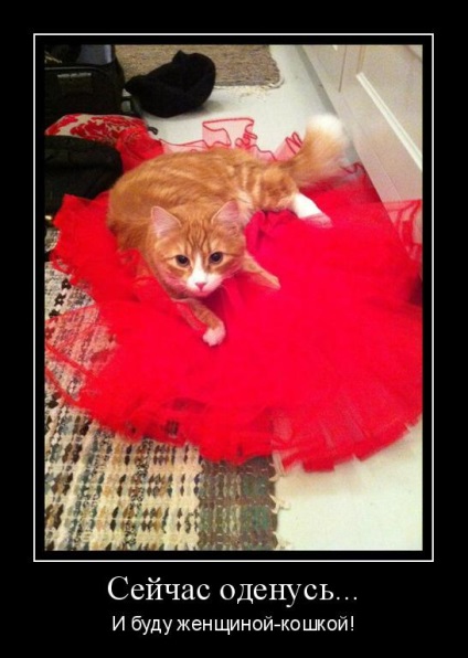 Legendele pisicilor, ce sunt, pisica rosie