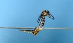 Larvele unui țânțar sunt ca larvele diferitelor specii de țânțari
