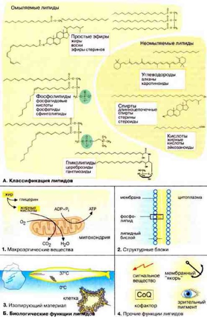 Липидите структура и функция