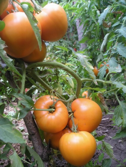 Cele mai bune soiuri de roșii galbene, buletin agroindustrial