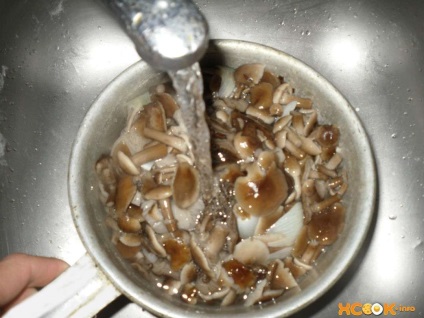 Ciuperci ciuperci - reteta cu o fotografie de ciuperci de gătit