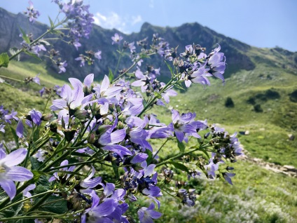 Traseul pajiștilor alpine, poiana roșie