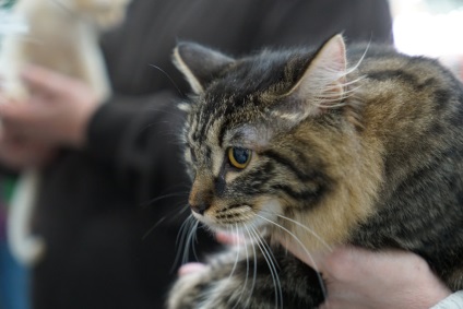 Nemzetközi Cat Show 