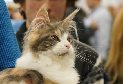 Nemzetközi Cat Show 