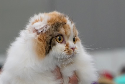 Nemzetközi Cat Show 