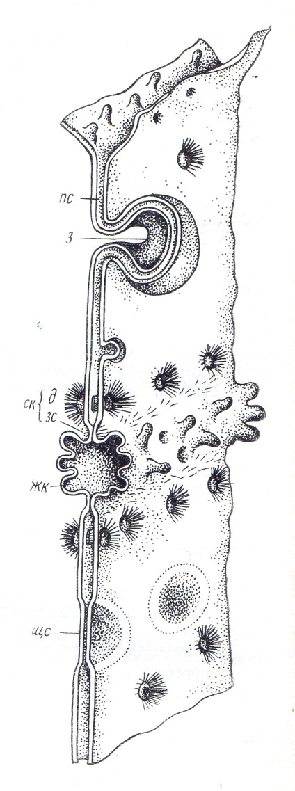 Contactele intercellulare