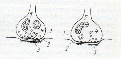 Contactele intercellulare