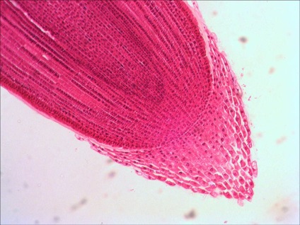 Microscop digital levenhuk d670t, trinocular cumpără într-un magazin din Moscova