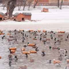 Moscova, știri, grădina zoologică din Moscova în timpul sărbătorilor de Anul Nou va funcționa fără zile libere