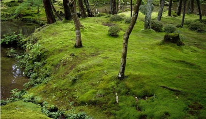 Moss a kertben, gyönyörű ötletek a kertre