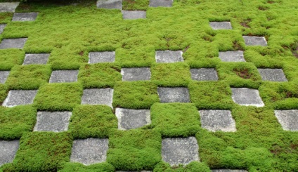Moss a kertben, gyönyörű ötletek a kertre