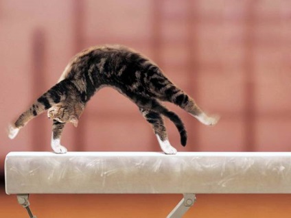 Pot să predau un truc de circ pentru pisici pot să predau un truc de circ de pisici cum să învețe o pisică