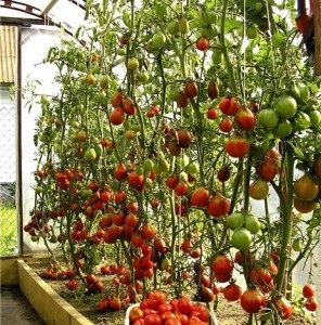 A paradicsom, a paprika és a padlizsán egy üvegházban ültethető