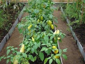 A paradicsom, a paprika és a padlizsán egy üvegházban ültethető