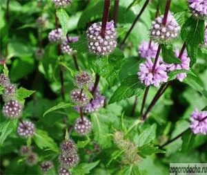 Mentă la domiciliu, creștere de menta și îngrijire, soiuri de menta