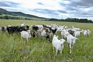 La ferma Andreevsky produce brânză franceză - ziarul calea din octombrie