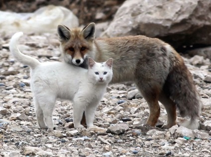 Szokatlan barátság macskák és rókák (11 fotó), érdekes tények, egyedi helyek, lenyűgöző szép