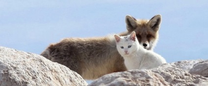 Prietenie neobișnuită a pisicilor și vulpilor (11 fotografii), fapte interesante, locuri unice, uimitoare frumoase