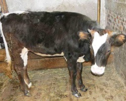 Dermatita nodulară a tratamentului bovinelor (bovine)