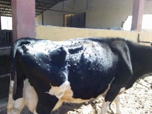 Dermatita nodulară a tratamentului bovinelor (bovine)