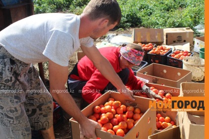 Uralsk știri - cum să crească castravete în noiembrie și de ce tăiat câmpurile de cartofi