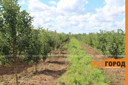 Uralsk știri - cum să crească castravete în noiembrie și de ce tăiat câmpurile de cartofi