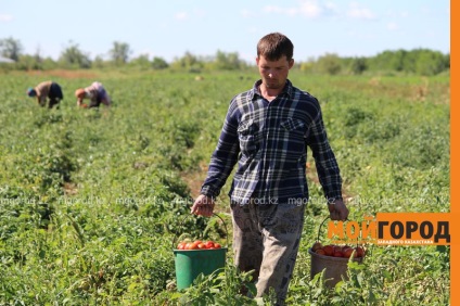 Uralsk știri - cum să crească castravete în noiembrie și de ce tăiat câmpurile de cartofi