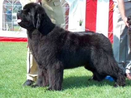 Newfoundland rasa de caini fotografie