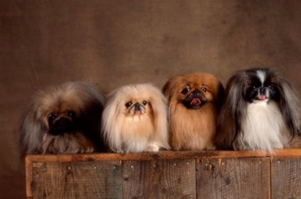 A pekingi szabványú kutyafajták áttekintése, gondozás, fotóállatok és tulajdonos véleménye
