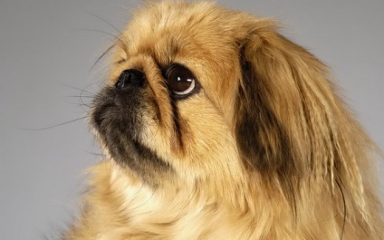 O revizuire a rasei de câini din Pekingese Standard, îngrijire, animale de companie și recenzii de proprietar