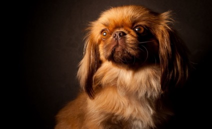 O revizuire a rasei de câini din Pekingese Standard, îngrijire, animale de companie și recenzii de proprietar