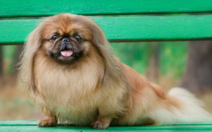 O revizuire a rasei de câini din Pekingese Standard, îngrijire, animale de companie și recenzii de proprietar