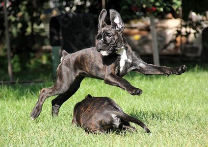 Privire de ansamblu a câinilor din rasa descriere germană de boxer a standardului, îngrijire și fotografie a animalelor de companie