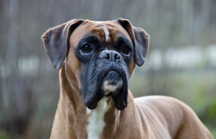 Privire de ansamblu a câinilor din rasa descriere germană de boxer a standardului, îngrijire și fotografie a animalelor de companie