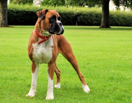 Privire de ansamblu a câinilor din rasa descriere germană de boxer a standardului, îngrijire și fotografie a animalelor de companie