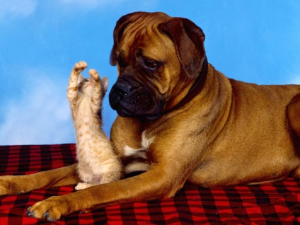 Privire de ansamblu a câinilor din rasa descriere germană de boxer a standardului, îngrijire și fotografie a animalelor de companie