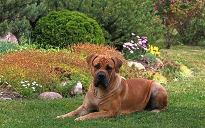 A fajta kutyáinak áttekintése Dél-afrikai Boerboel A szabvány, a tartalom és a fotók leírása