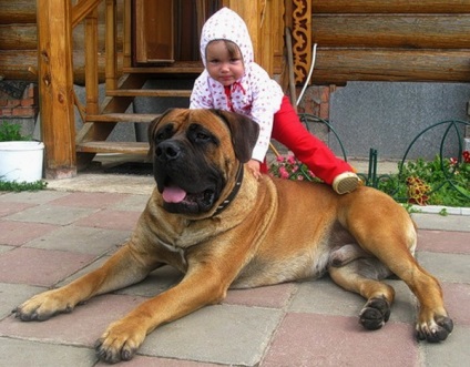 A fajta kutyáinak áttekintése Dél-afrikai Boerboel A szabvány, a tartalom és a fotók leírása