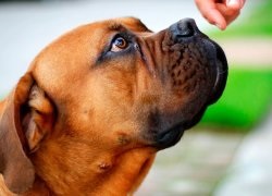 A fajta kutyáinak áttekintése Dél-afrikai Boerboel A szabvány, a tartalom és a fotók leírása