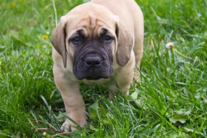 Privire de ansamblu asupra câinilor din rasa Boerboel din Africa de Sud Descrierea standardului, a conținutului și a fotografiilor