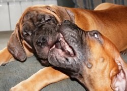 A fajta kutyáinak áttekintése Dél-afrikai Boerboel A szabvány, a tartalom és a fotók leírása