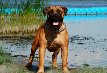 A fajta kutyáinak áttekintése Dél-afrikai Boerboel A szabvány, a tartalom és a fotók leírása