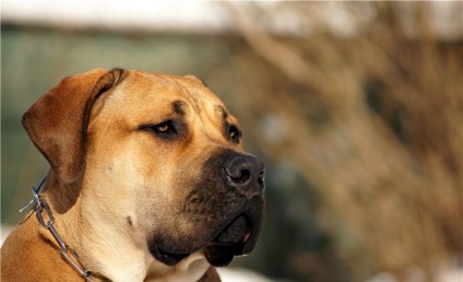 Privire de ansamblu asupra câinilor din rasa Boerboel din Africa de Sud Descrierea standardului, a conținutului și a fotografiilor