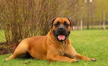 Преглед на кучето на Южна Африка Boerboel размножават стандартно описание на съдържанието и снимките