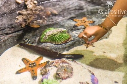 Oceanarium din Kuala Lumpur - cum să obțineți impresii maxime